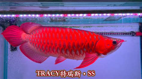 紅龍幼魚|龍魚分類